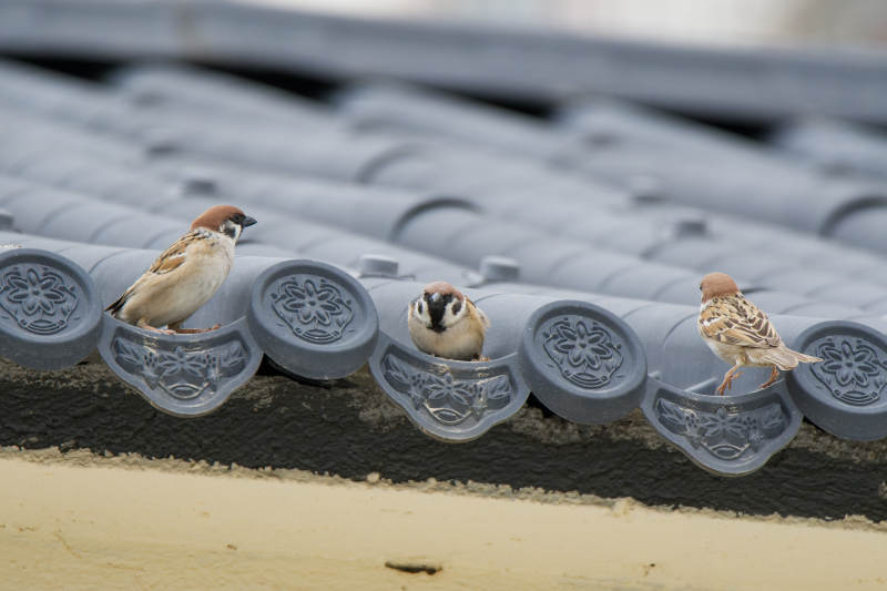 屋顶上的三只小鸟图片
