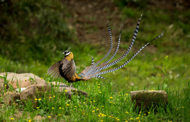 金鸡独立 尾羽展翅图片