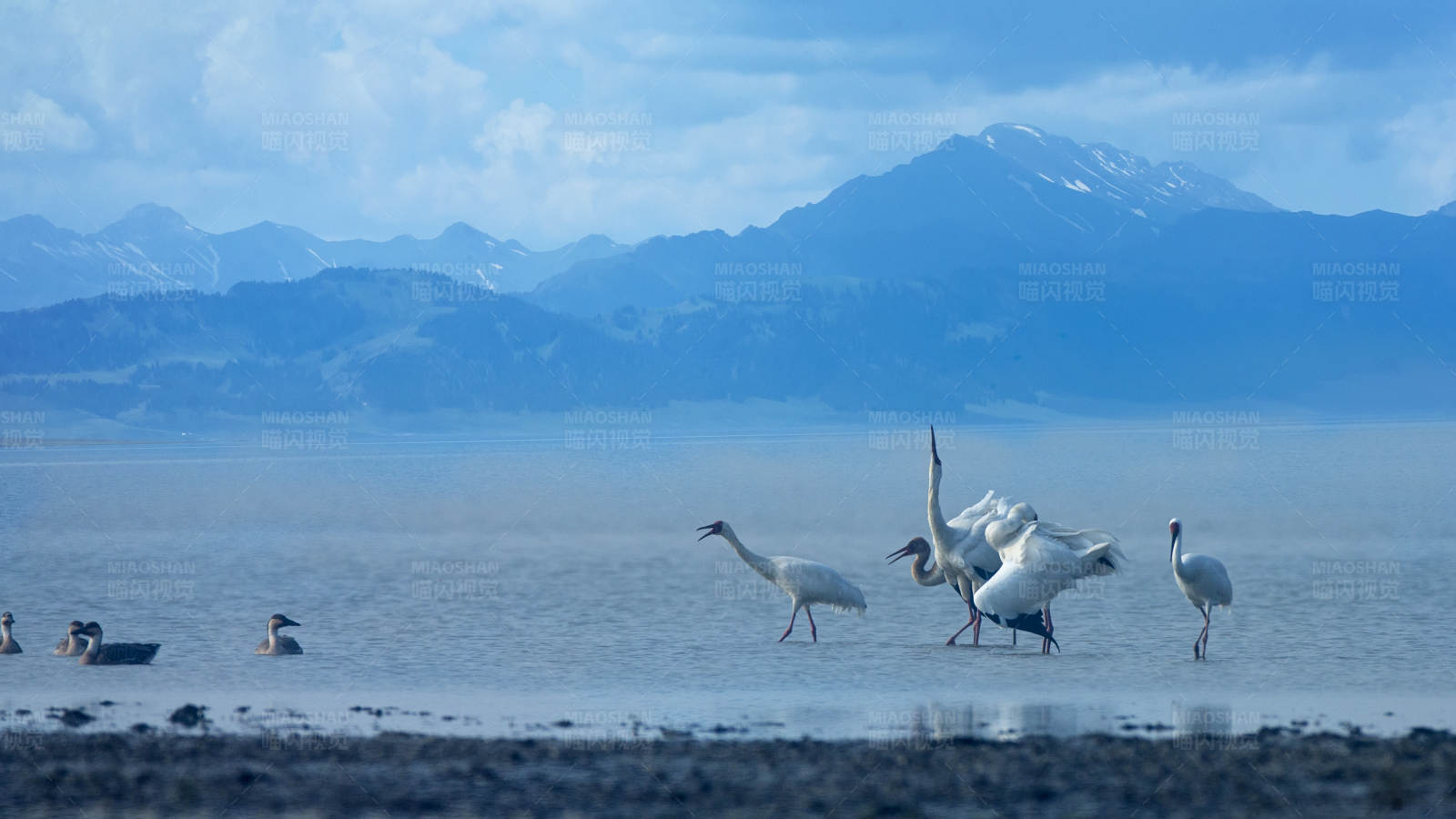 湖畔天鹅与鹤共舞图片
