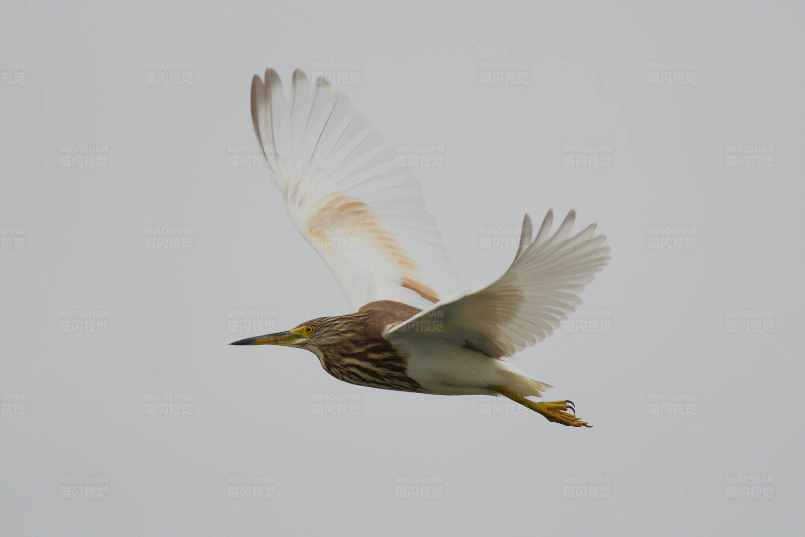 飞翔的池鹭图片