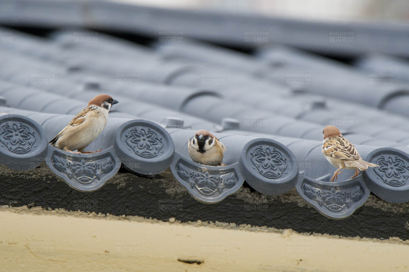 屋顶上的三只小鸟图片
