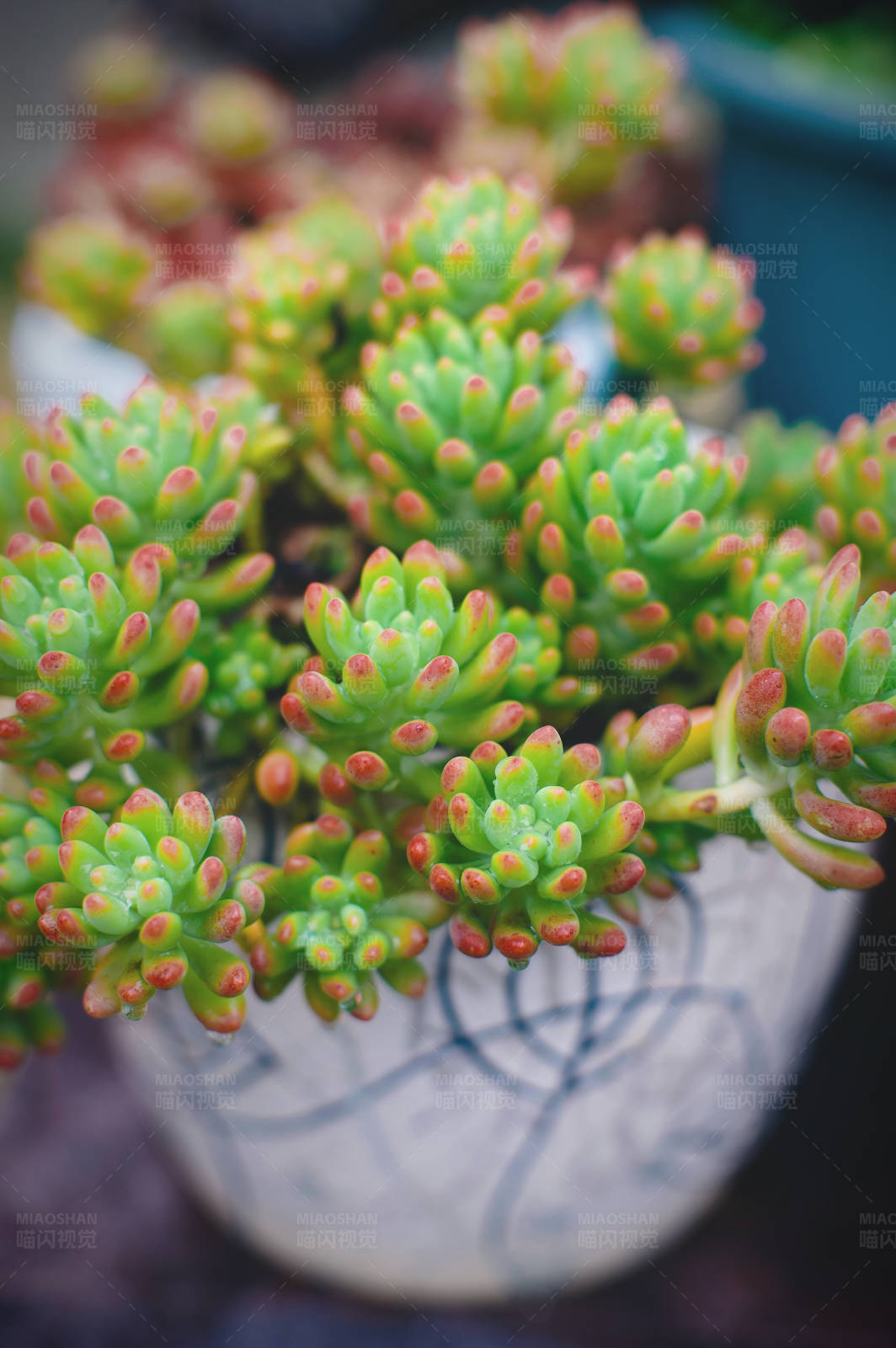 多肉植物特写图片