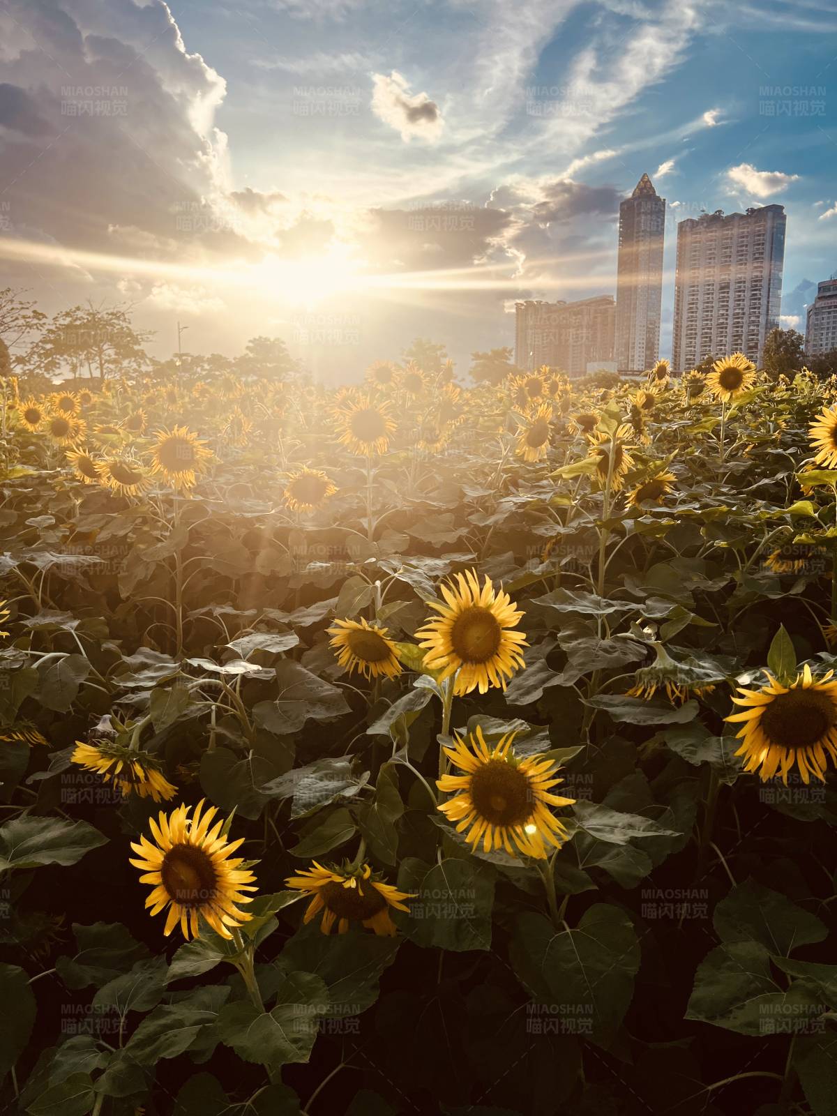 城市边缘的向日葵田图片