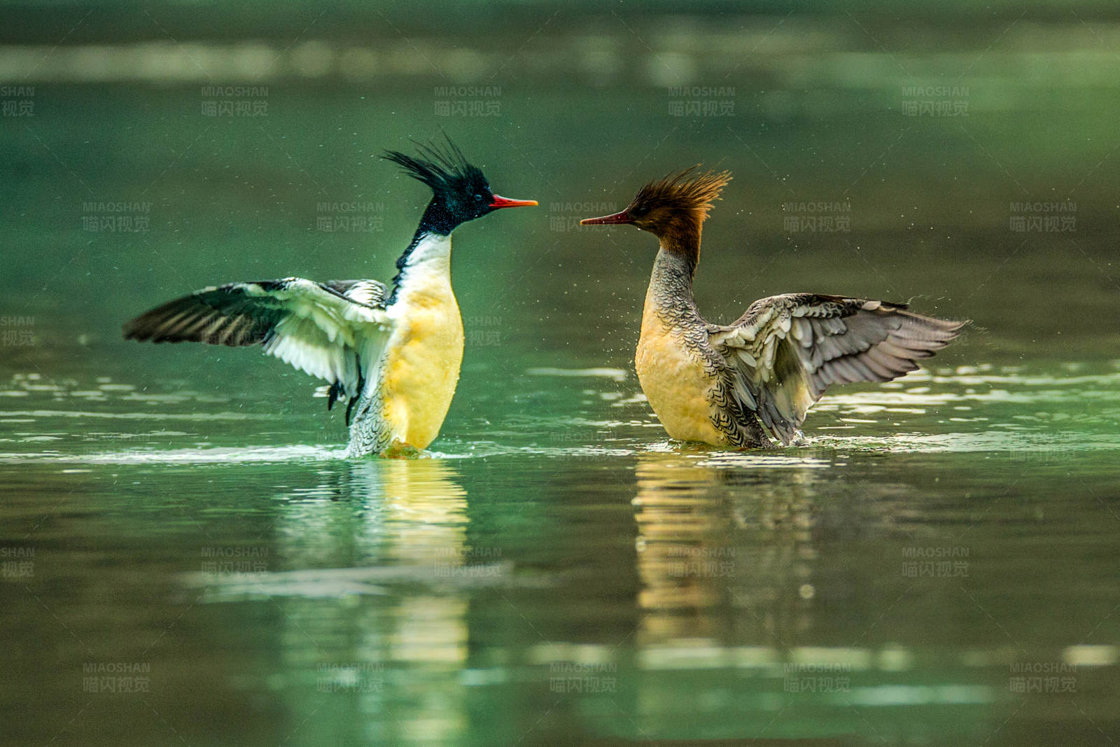 湖上展翅的秋沙鸭图片