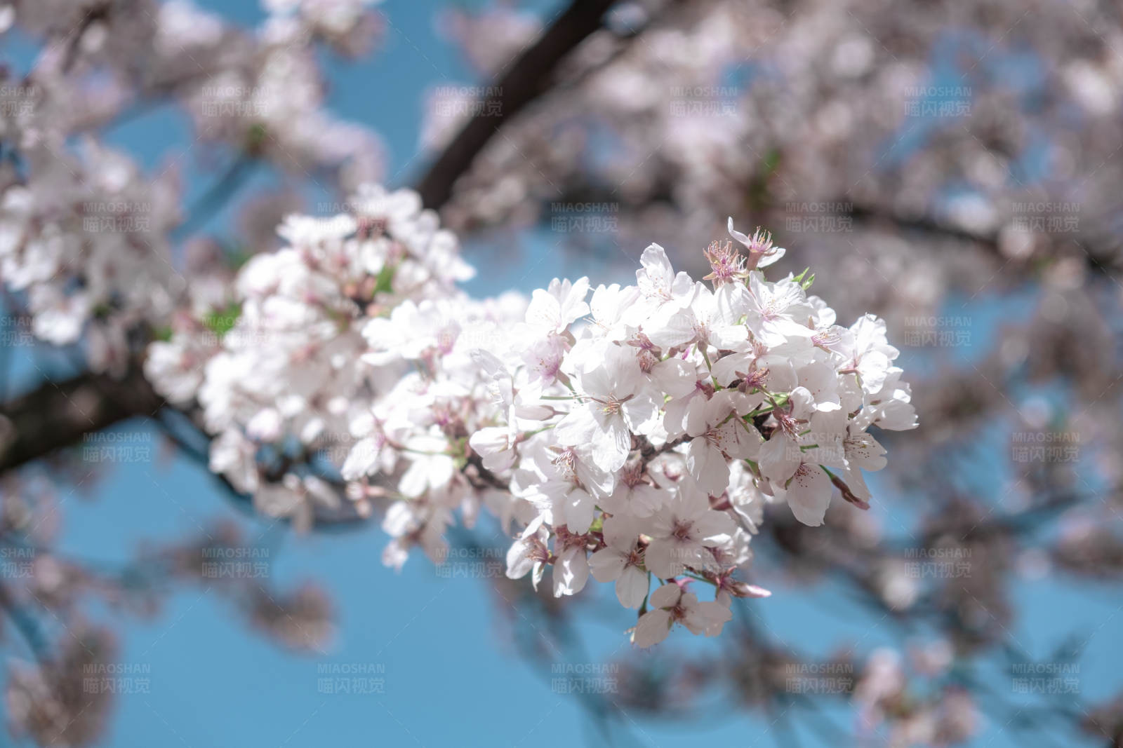 樱花盛开 春意盎然图片