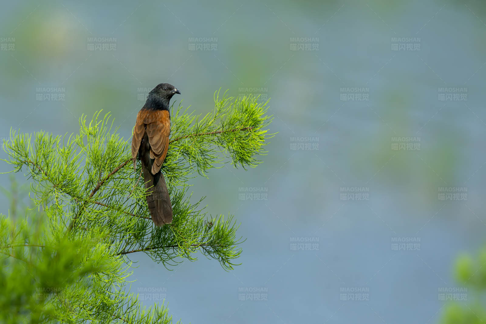 松树枝头的小鸦鹃图片