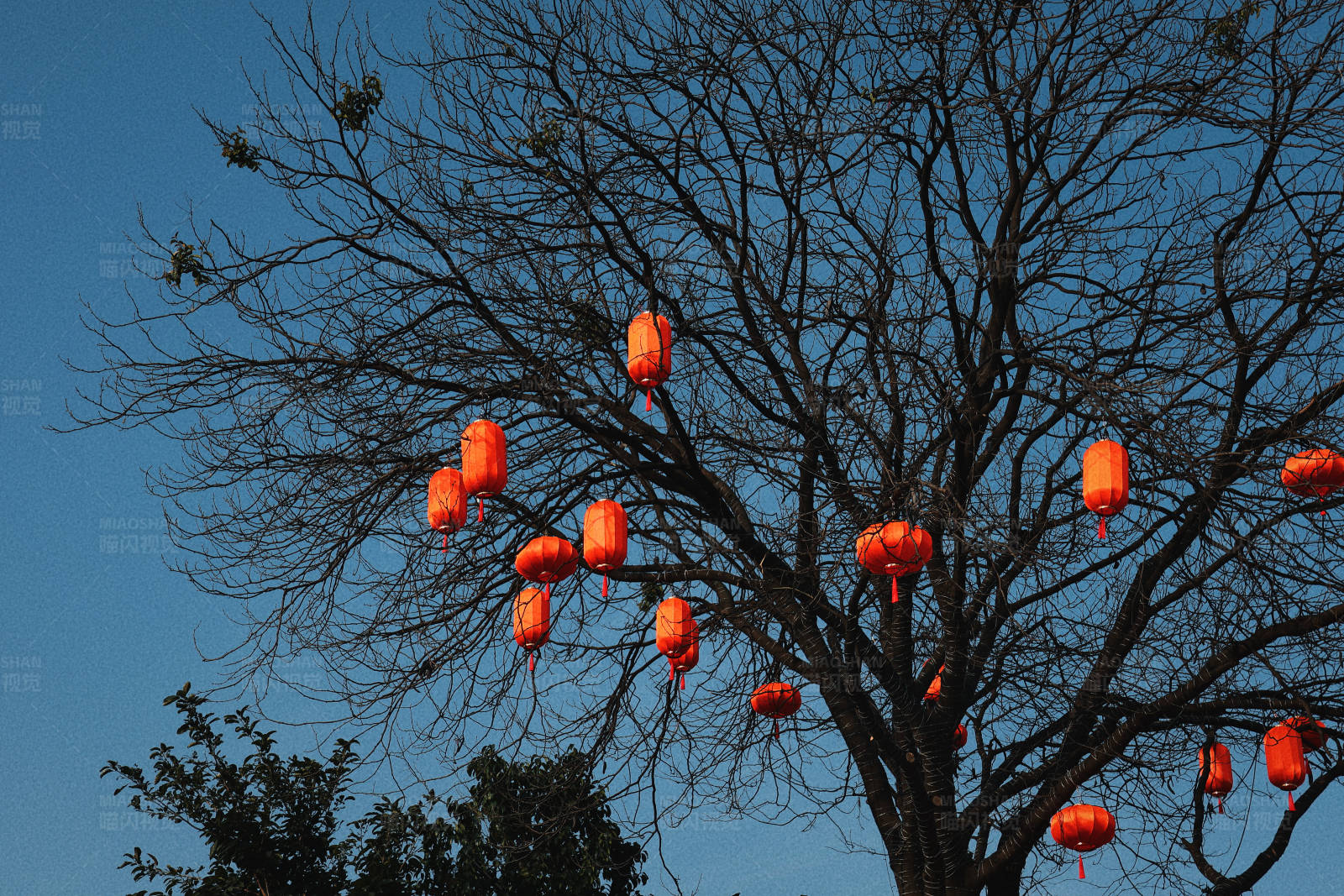 树上挂满红灯笼图片
