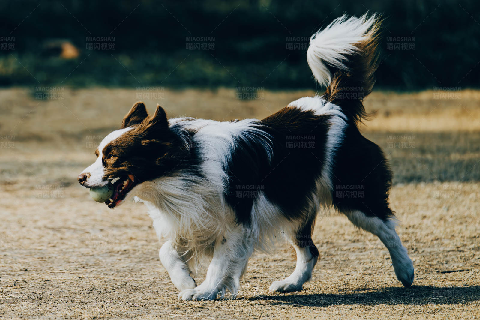 边境牧羊犬接飞盘图片