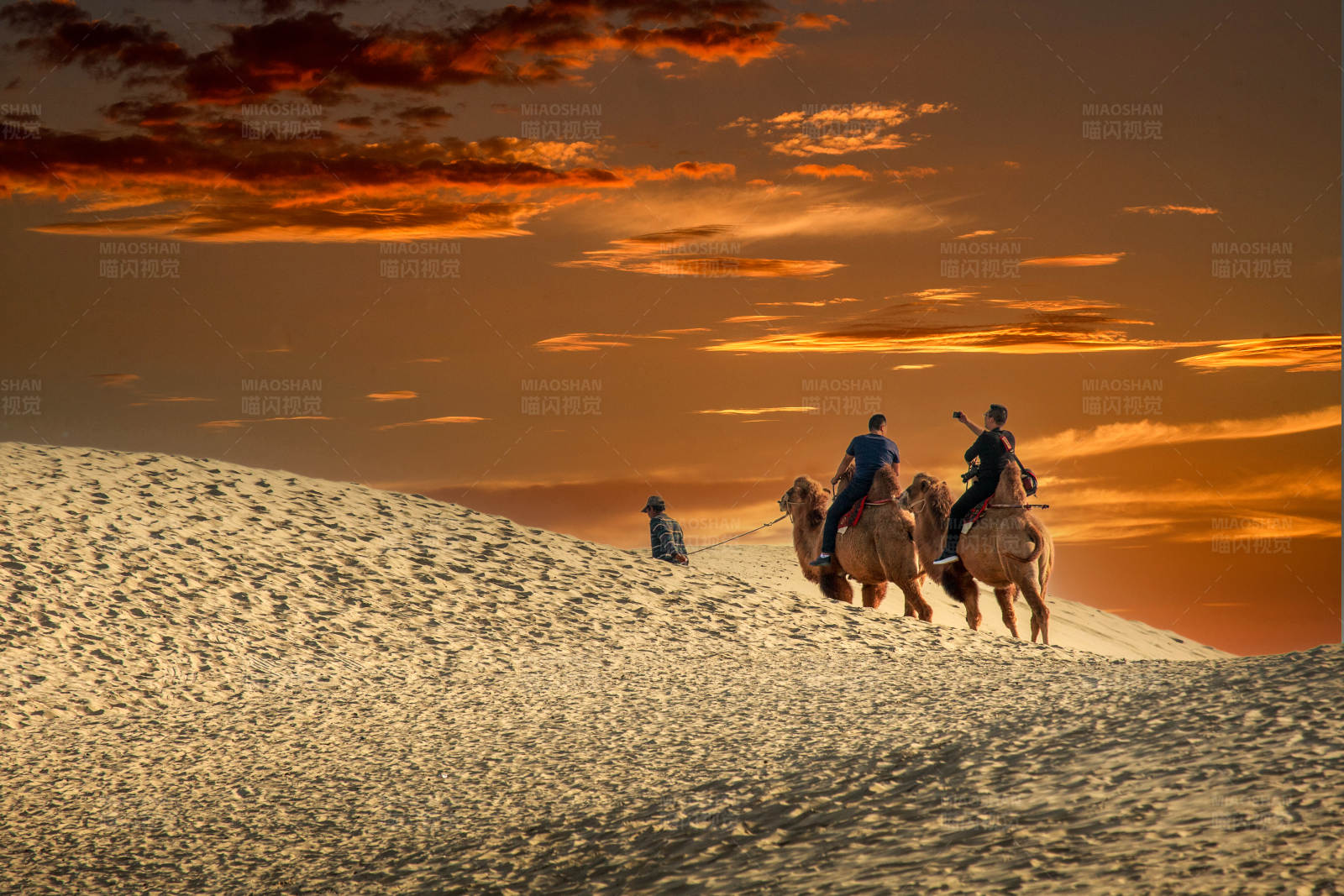 沙漠驼铃夕阳行图片