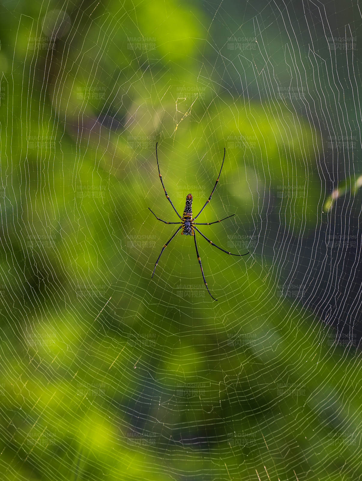 蜘蛛网中的守望者图片