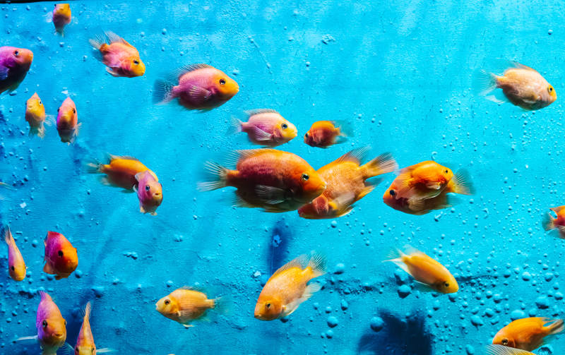 热带鱼的蓝色家园图片