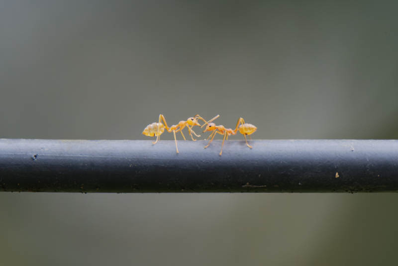 红蚂蚁的桥梁行走图片