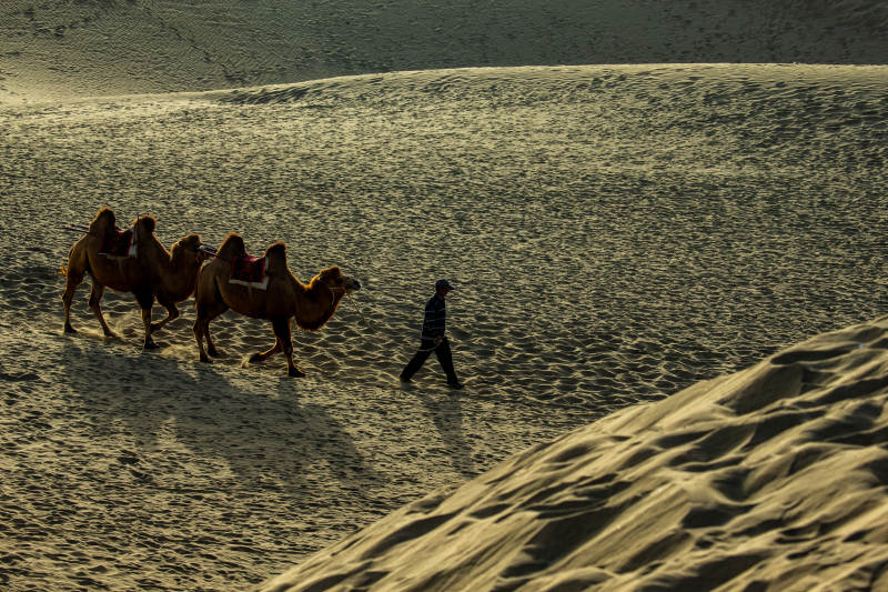 沙漠驼影图片