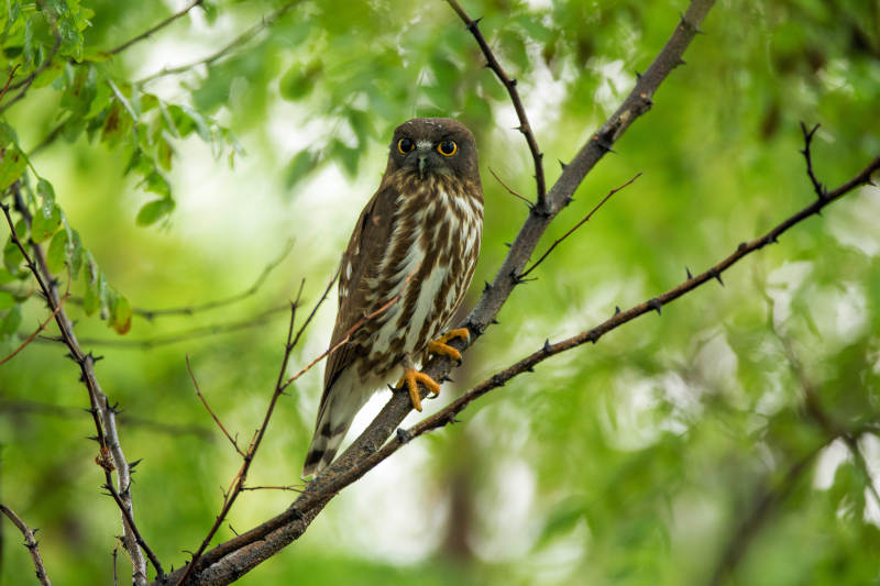林间小猛禽图片