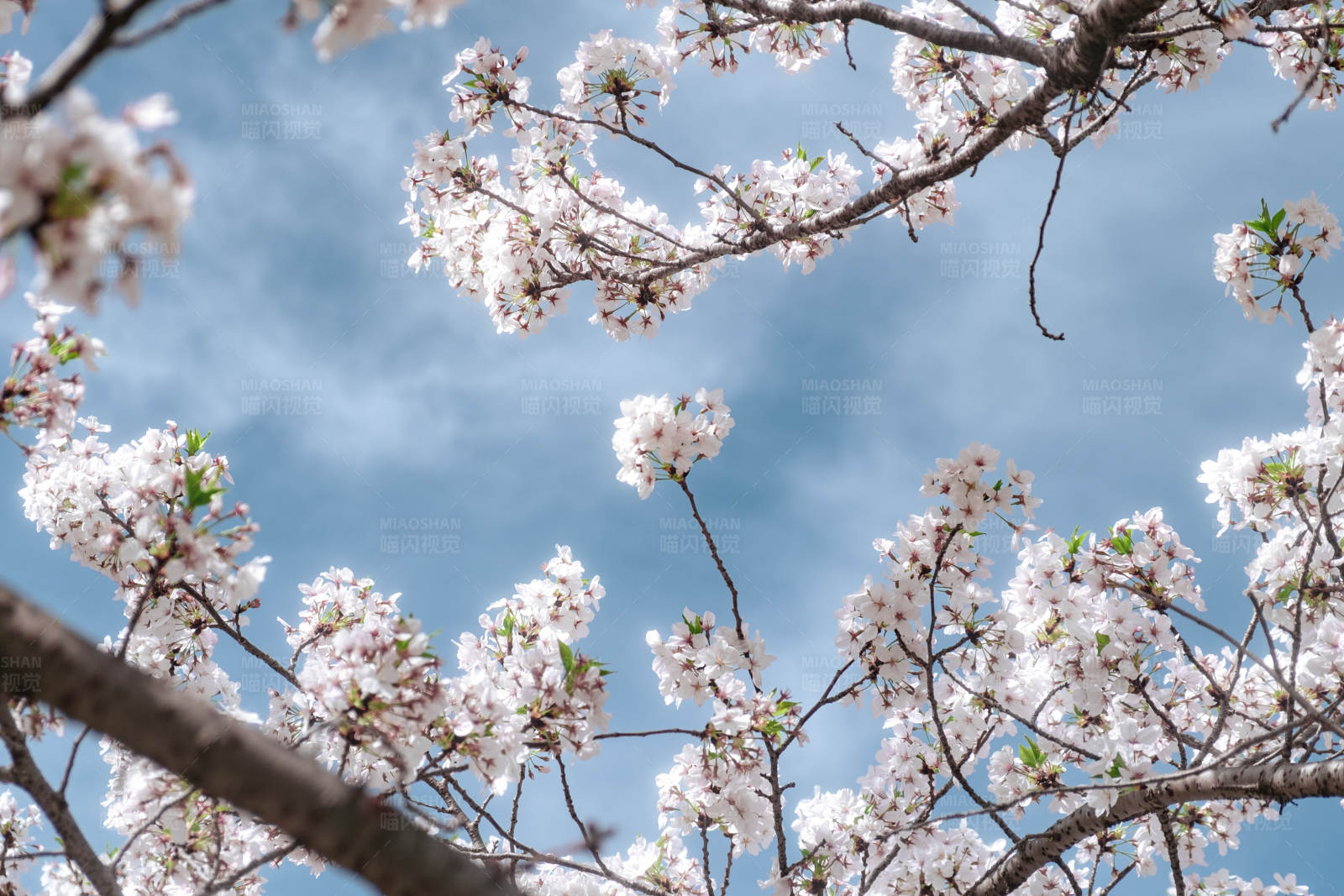 樱花盛开 春意盎然图片