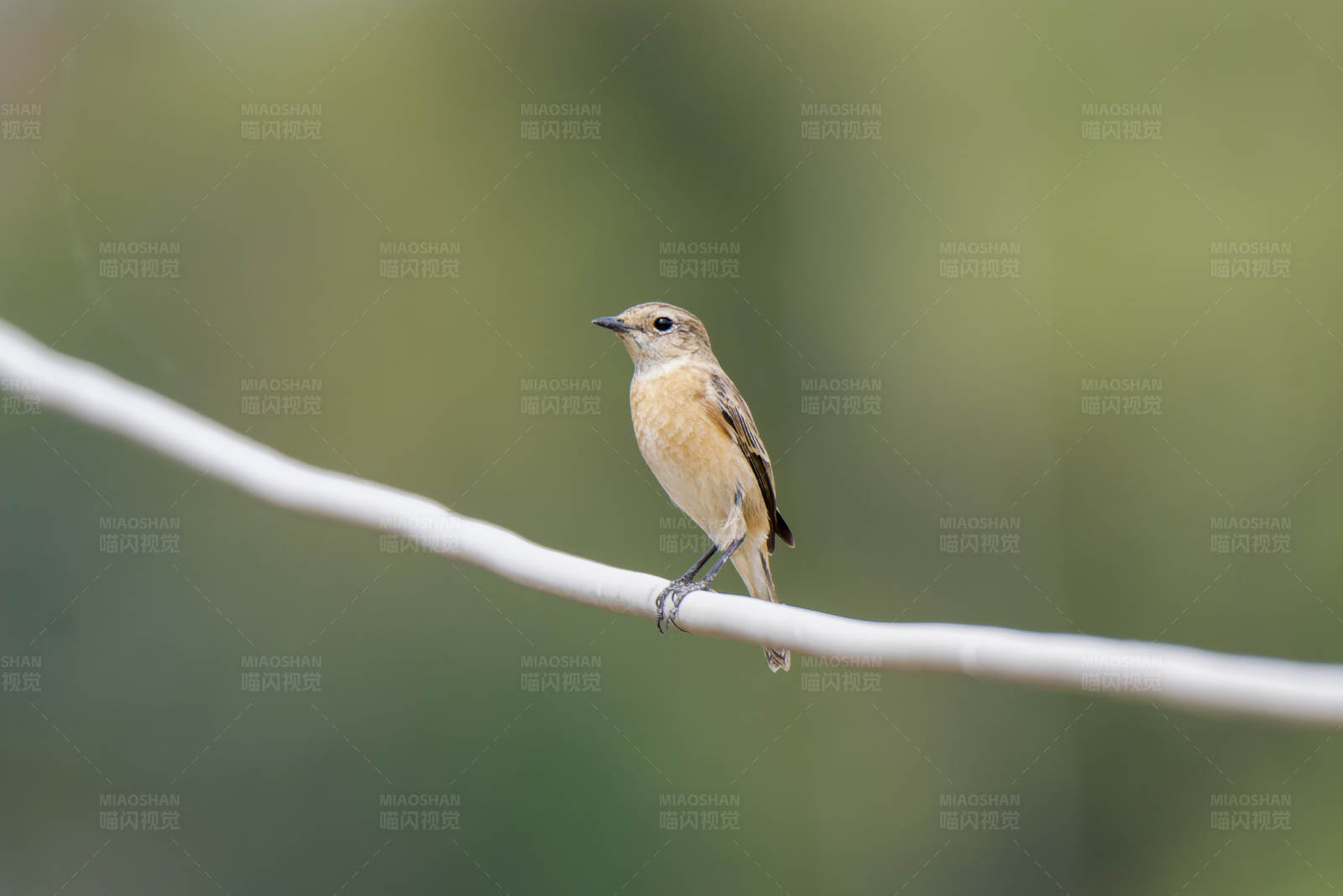 小鸟栖息 宁静自然图片