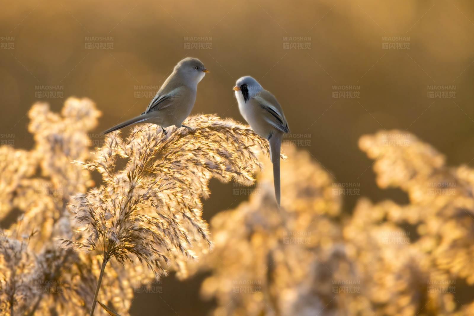 秋日暖阳下的两只小鸟图片