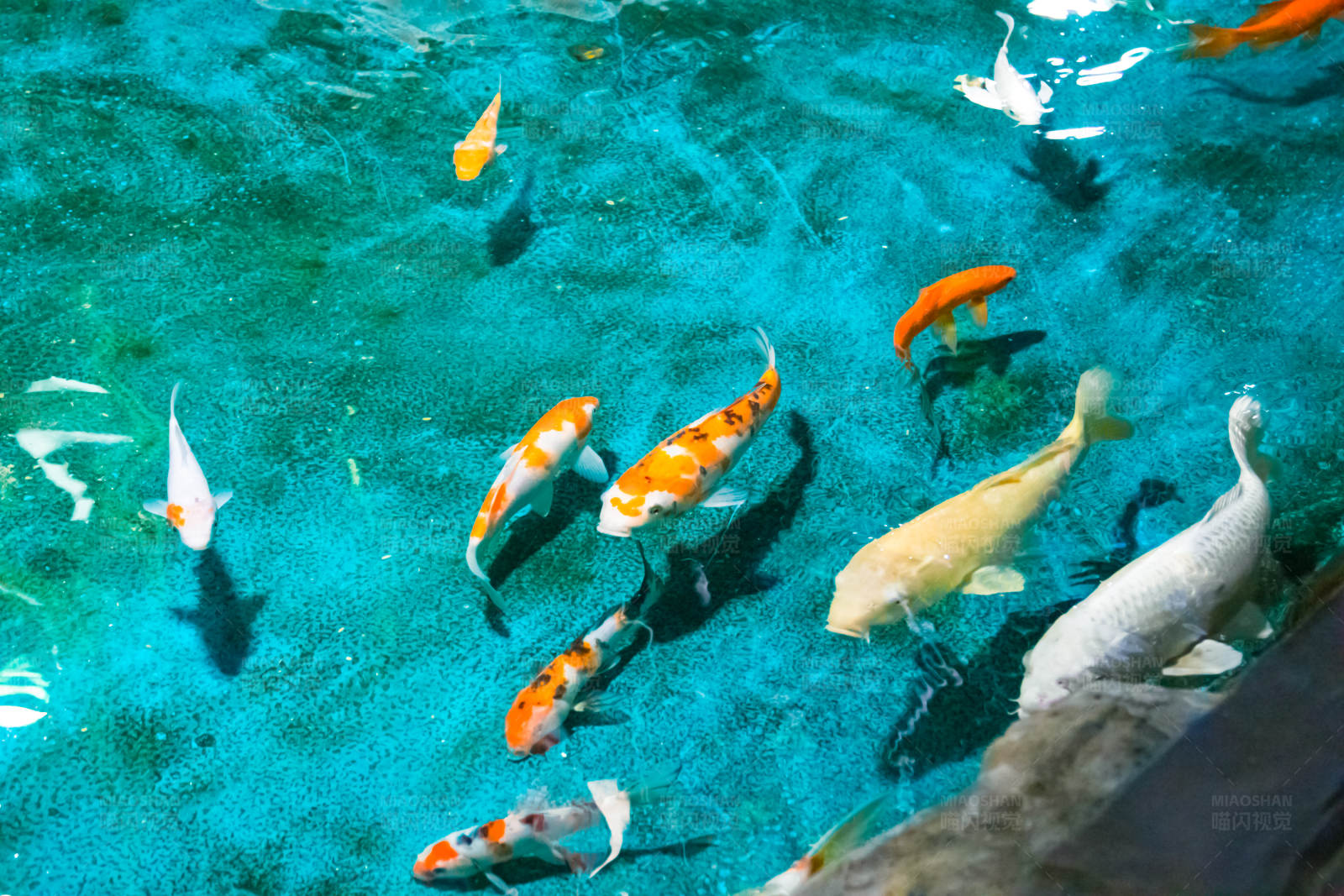 锦鲤游弋池中图片