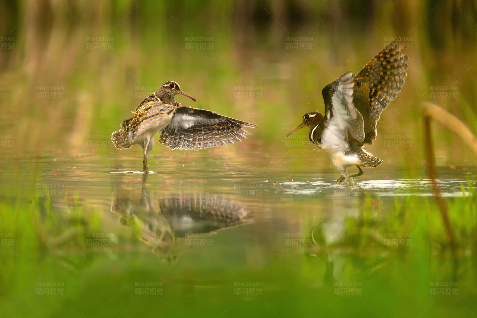湿地上的两只彩鹬鸟图片