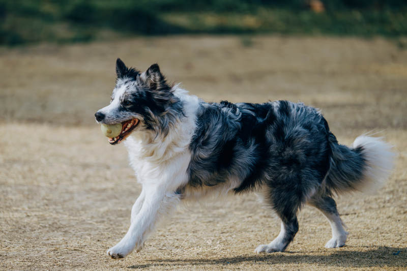 奔跑的边境牧羊犬图片