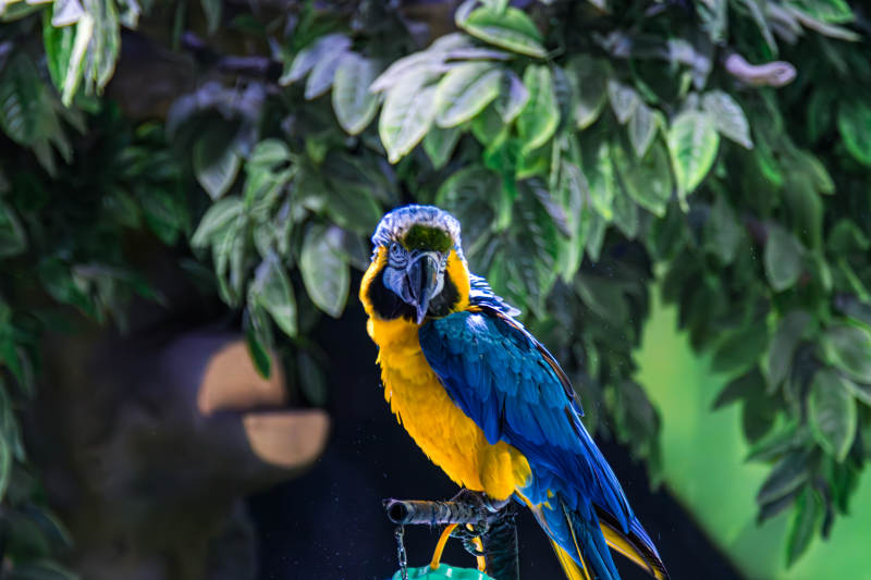 鹦鹉栖息在树枝上图片