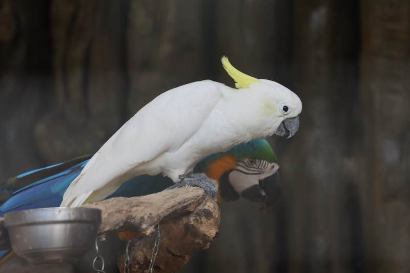 白鹦鹉栖息树枝图片