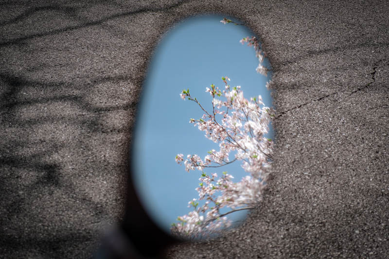 镜中春色图片
