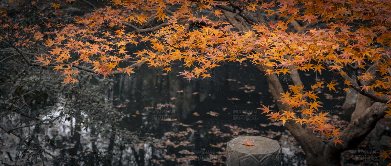 秋叶映水 宁静之美图片