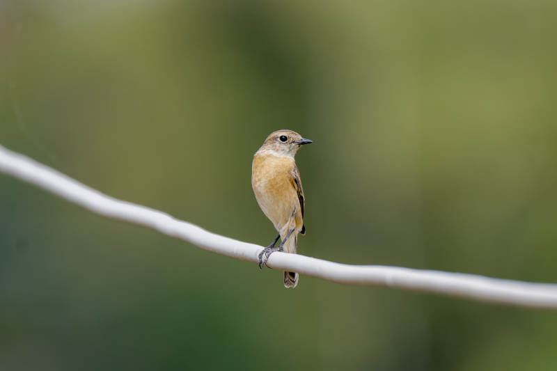 小鸟栖息在细线上图片