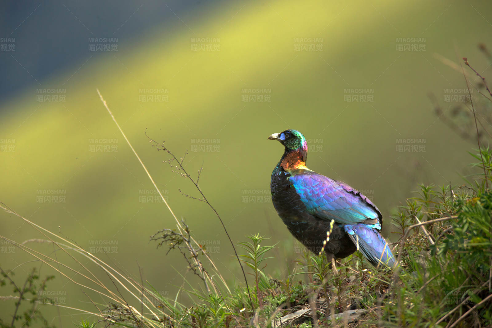 彩虹羽毛的山鸡图片