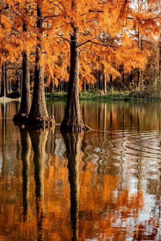 秋水共长天一色图片