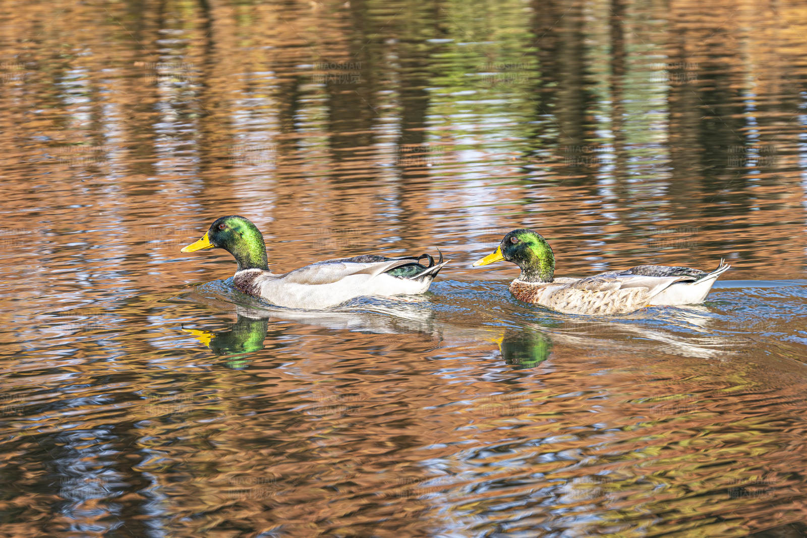 湖中游弋的两只鸭子图片