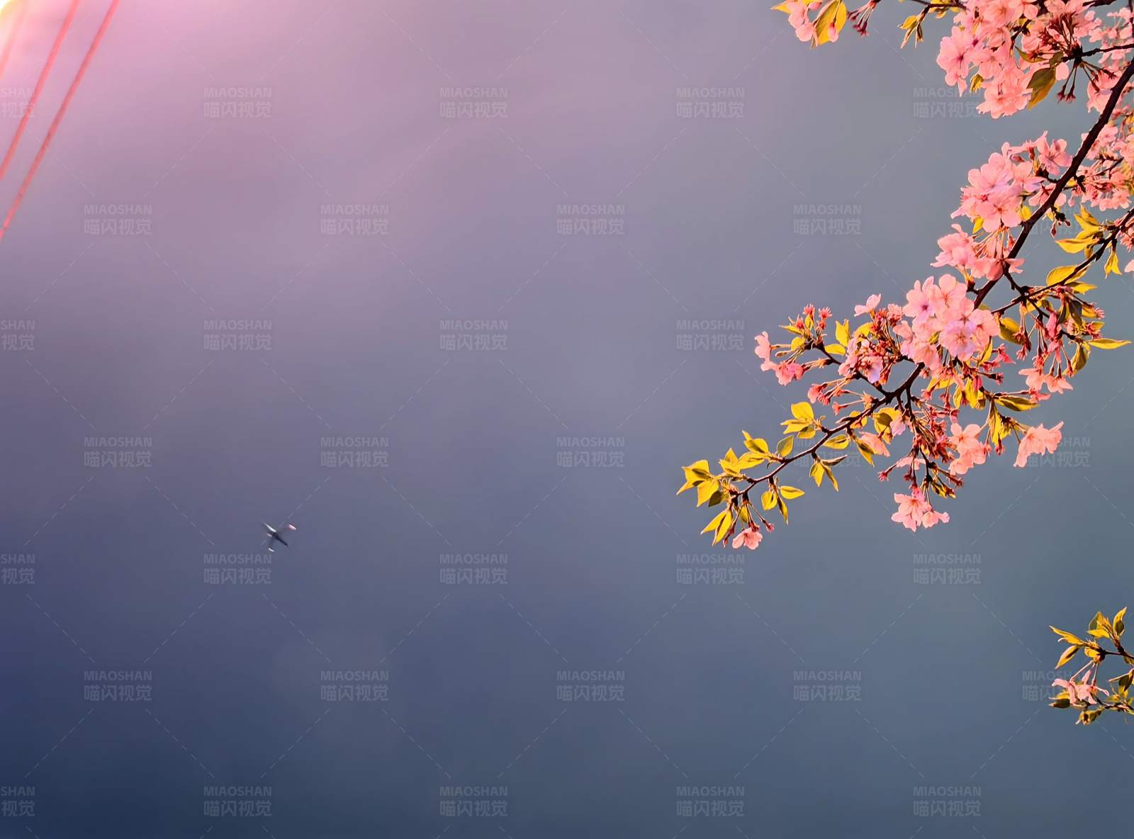 樱花盛开 春意盎然图片