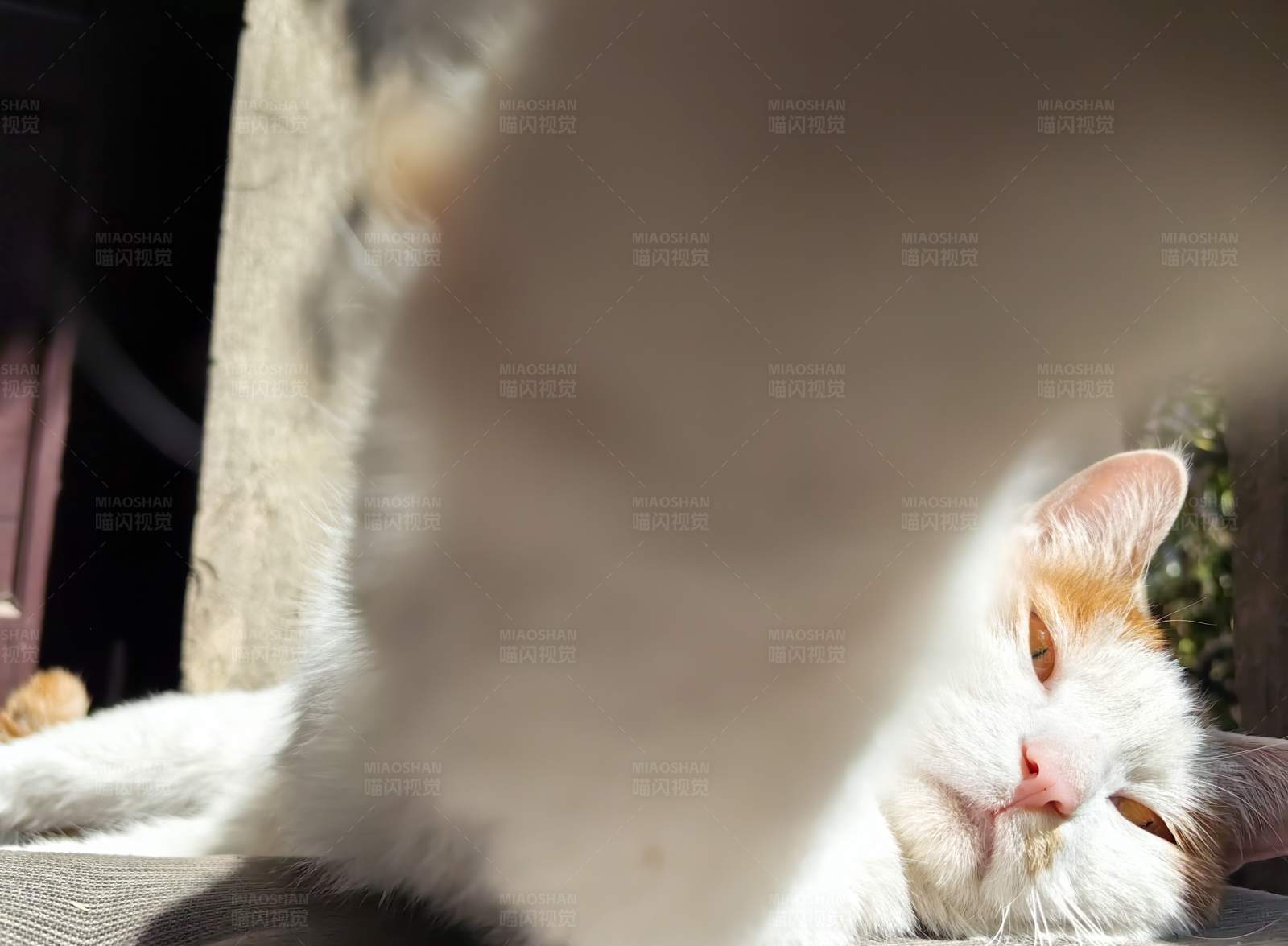 猫咪的悠闲午后图片