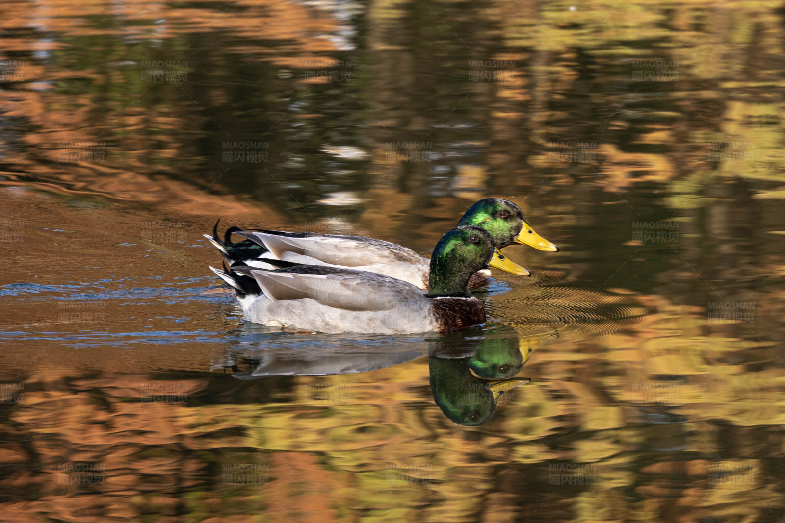 湖中游弋的鸭子图片