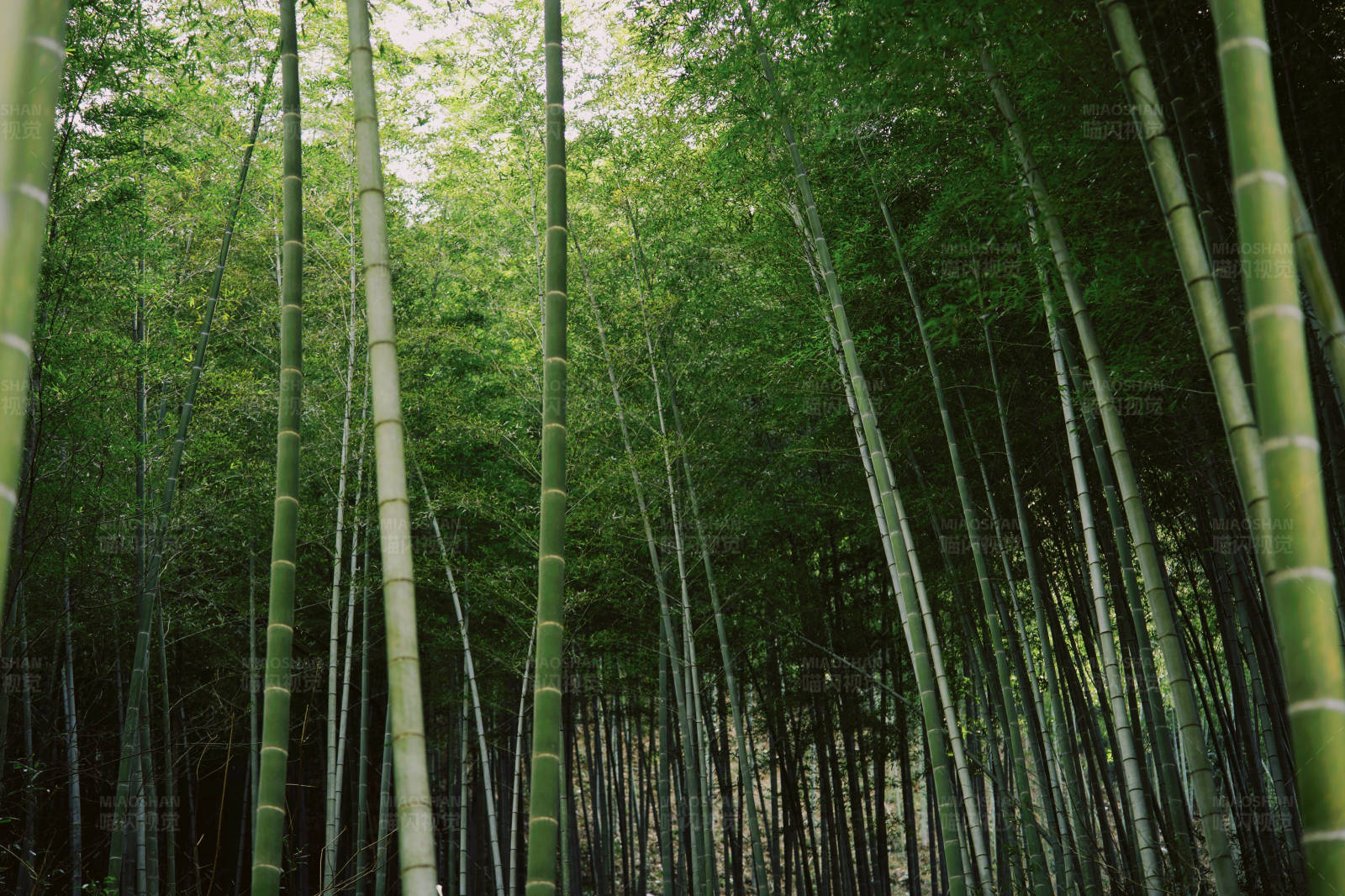竹林深处图片