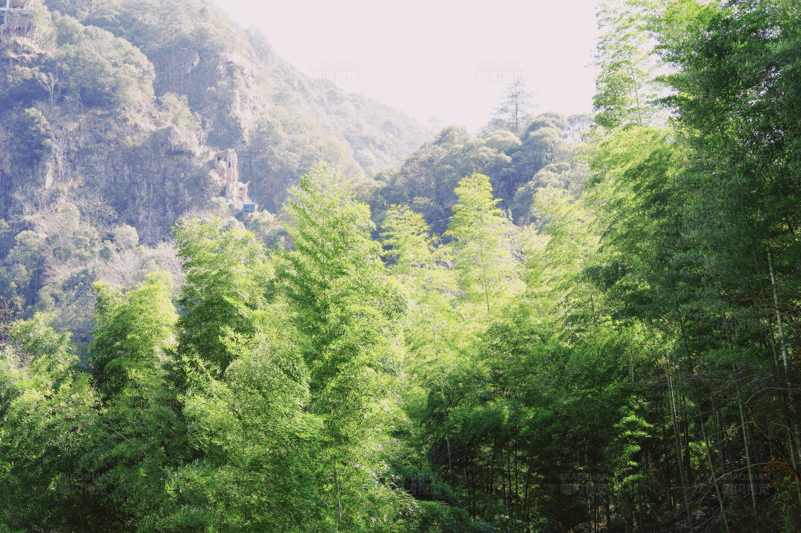 山谷竹林图片