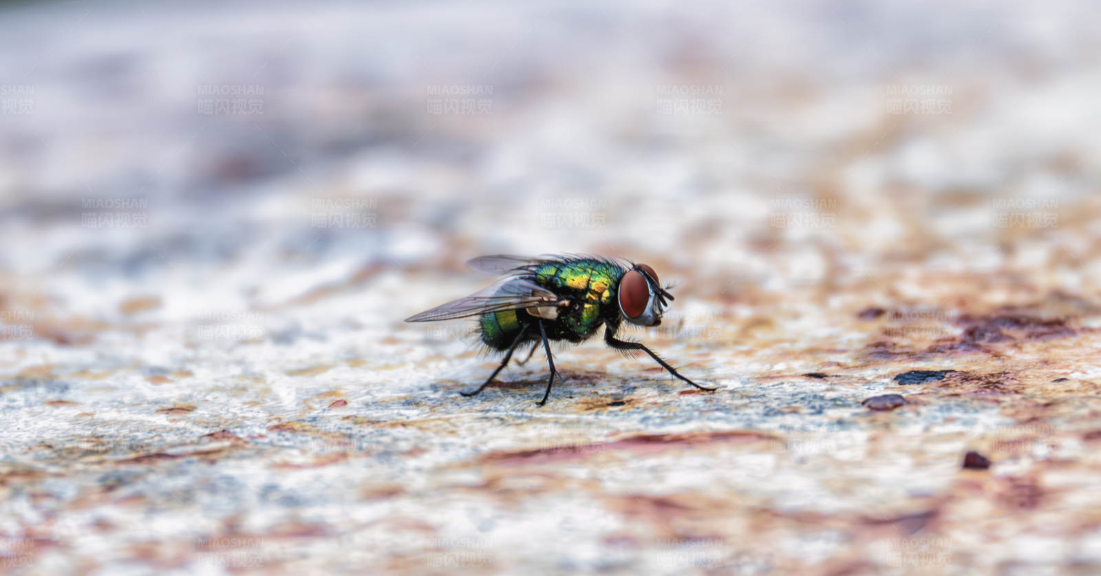 绿头苍蝇栖息石上图片