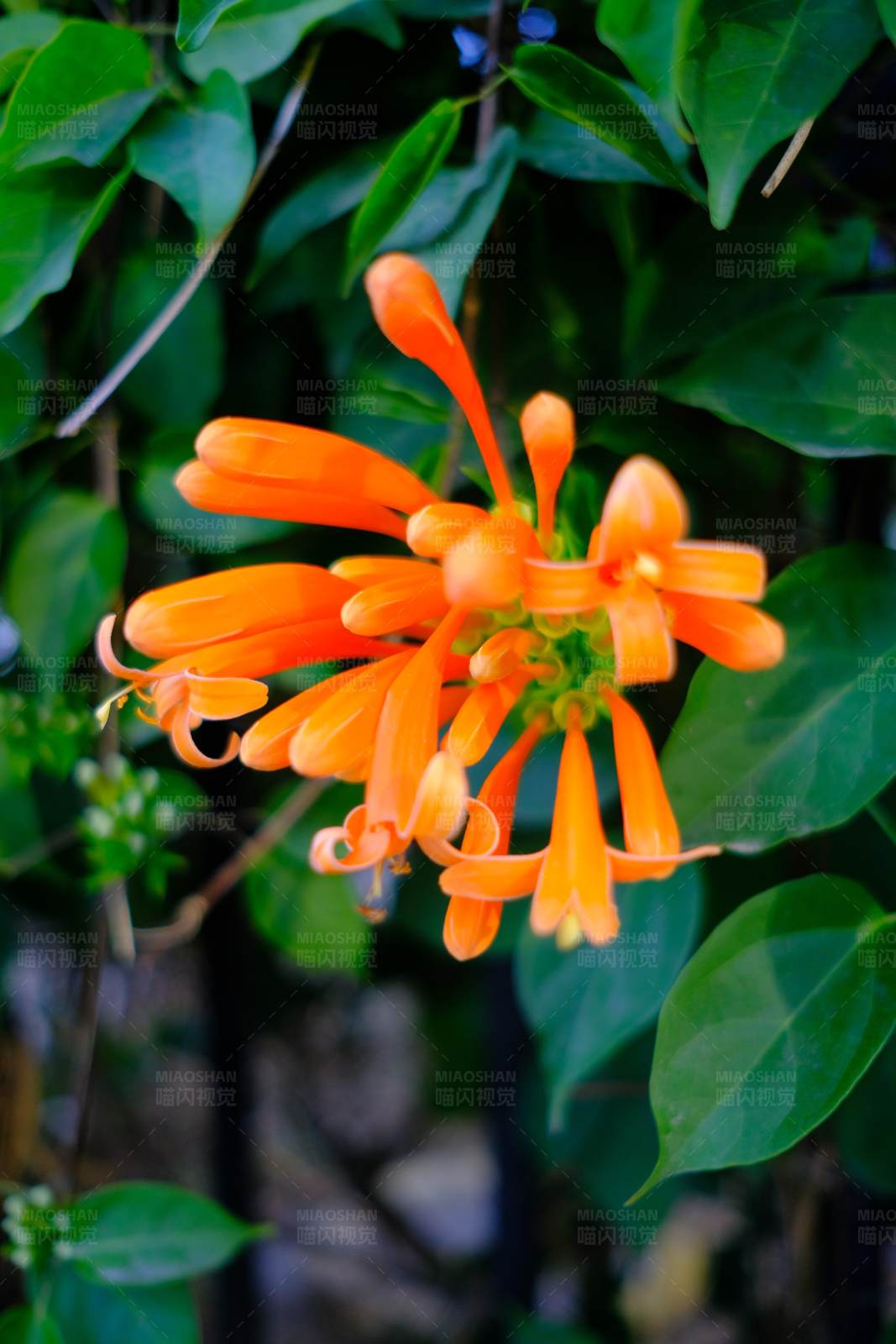 橙色喇叭花图片