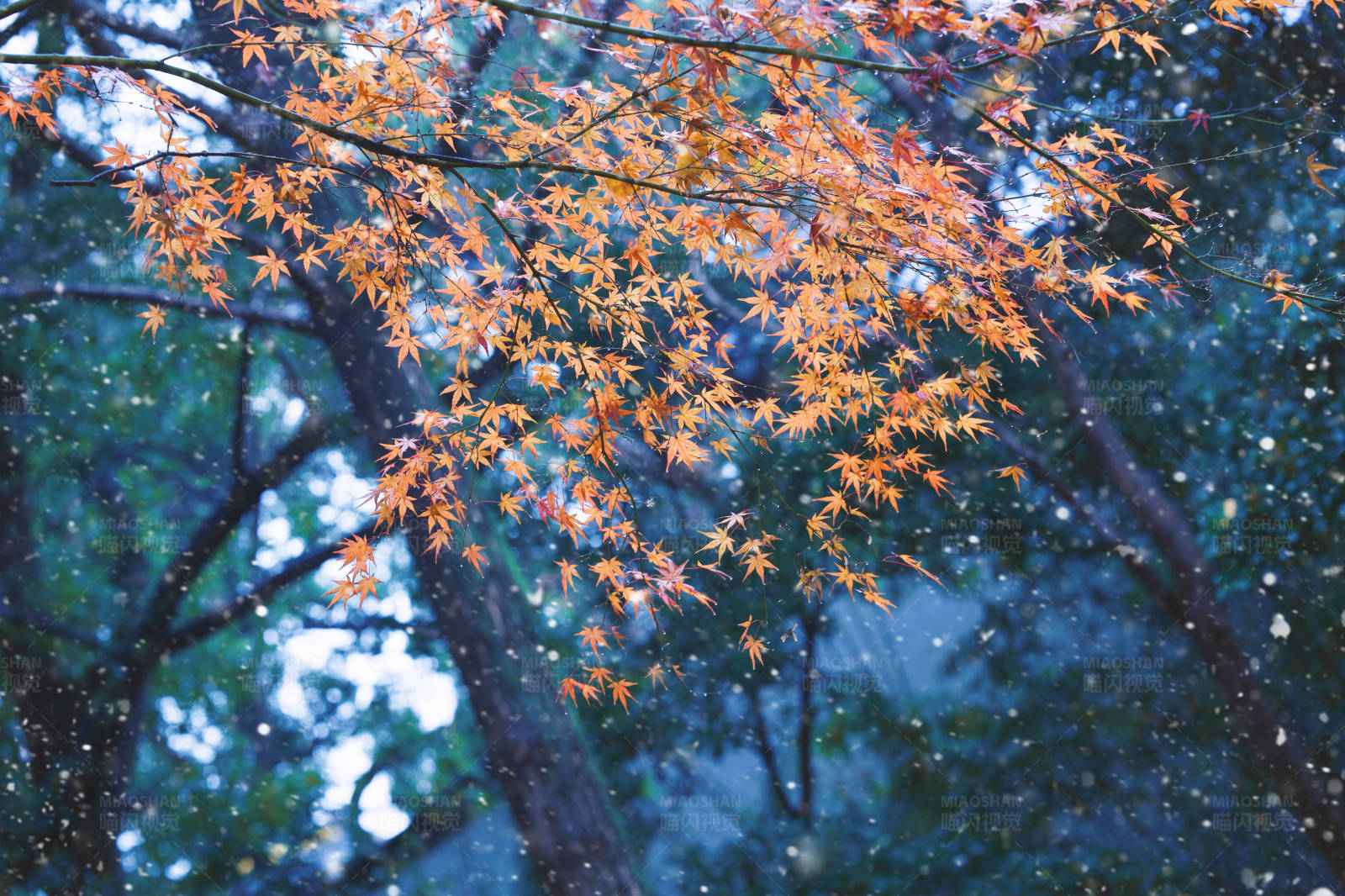 秋叶飘雪图片