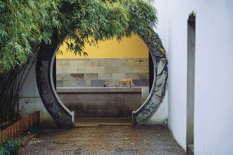 竹下猫影 古韵庭院图片