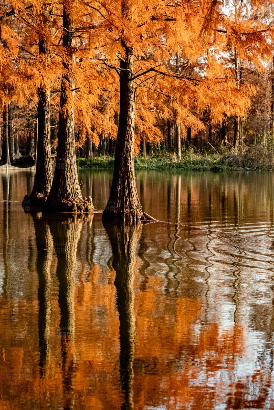 秋水共长天一色图片