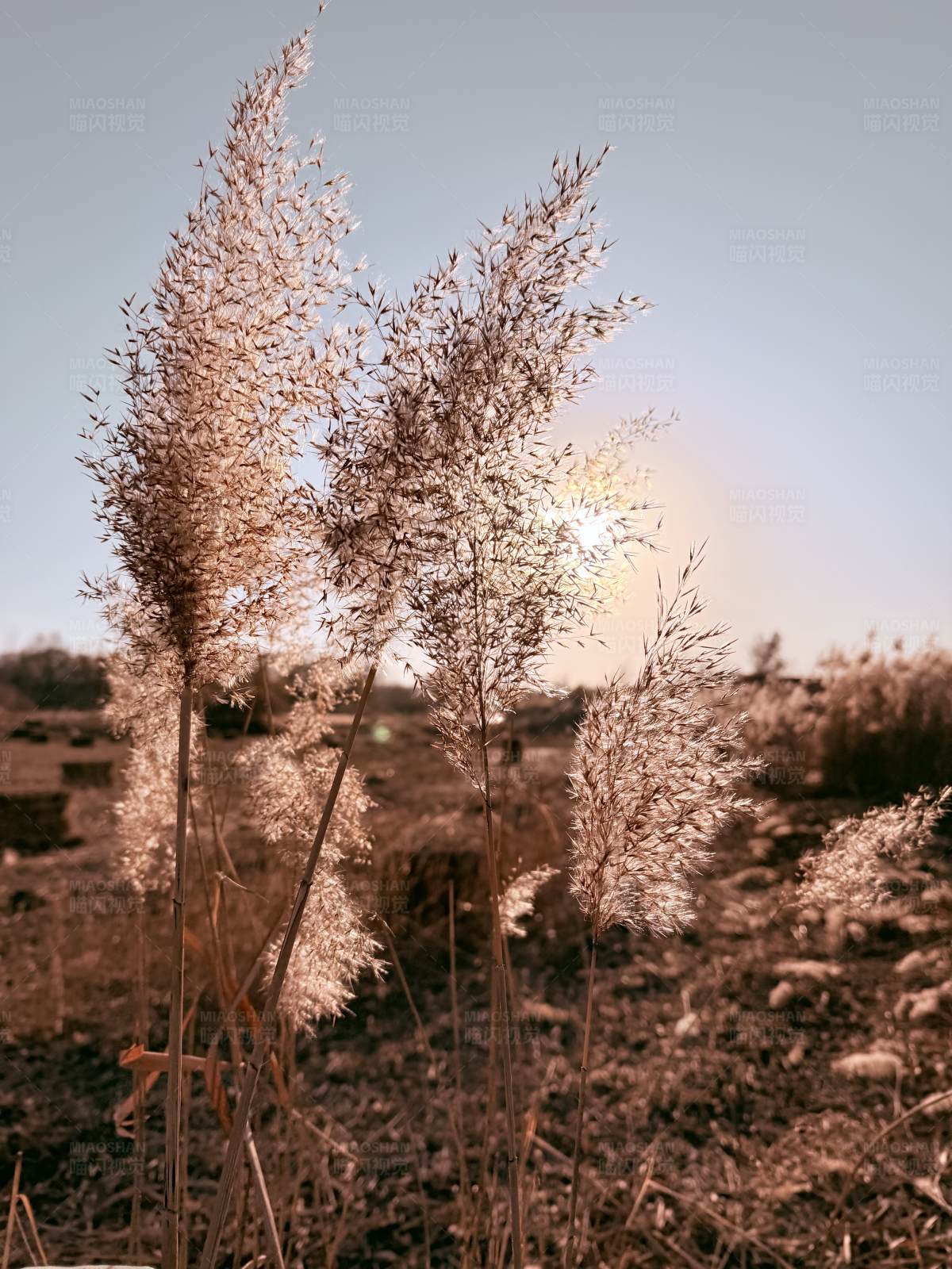 夕阳下的芦苇图片