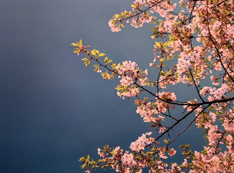 樱花盛开 春意盎然图片