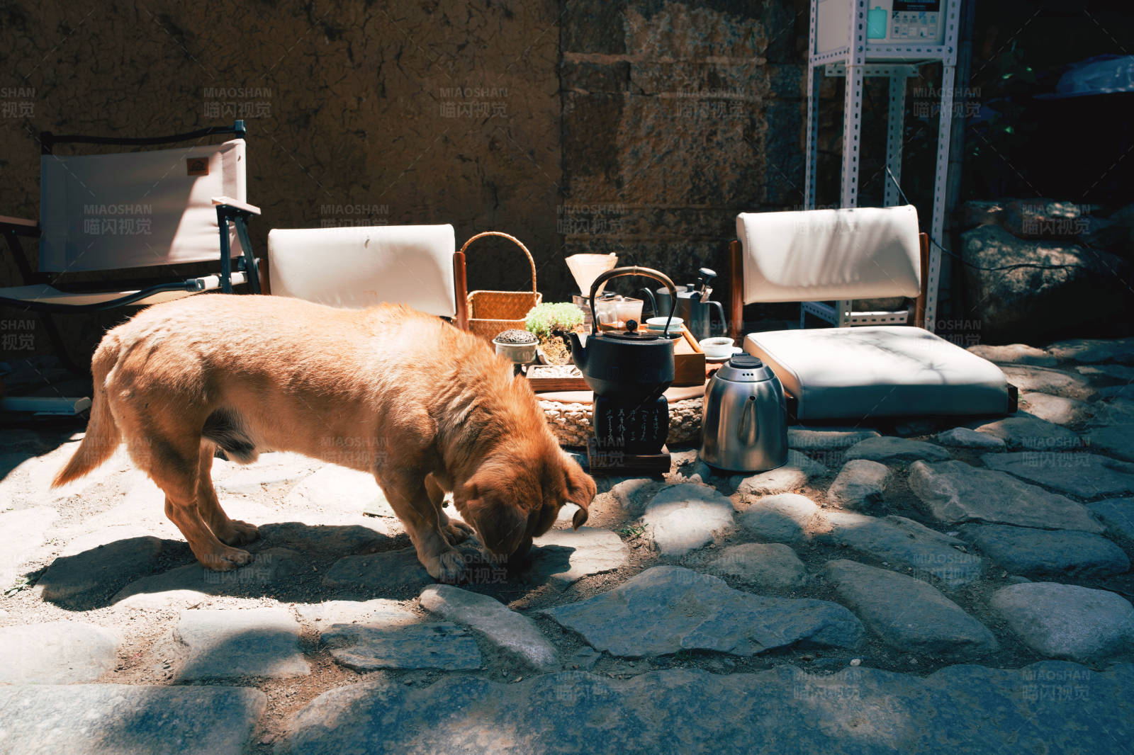 狗与户外茶歇时光图片