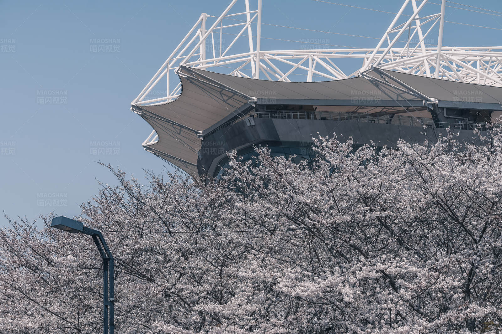 樱花盛开的体育场图片