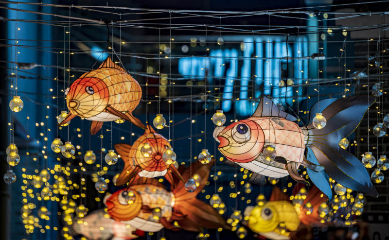 鱼灯夜景图片