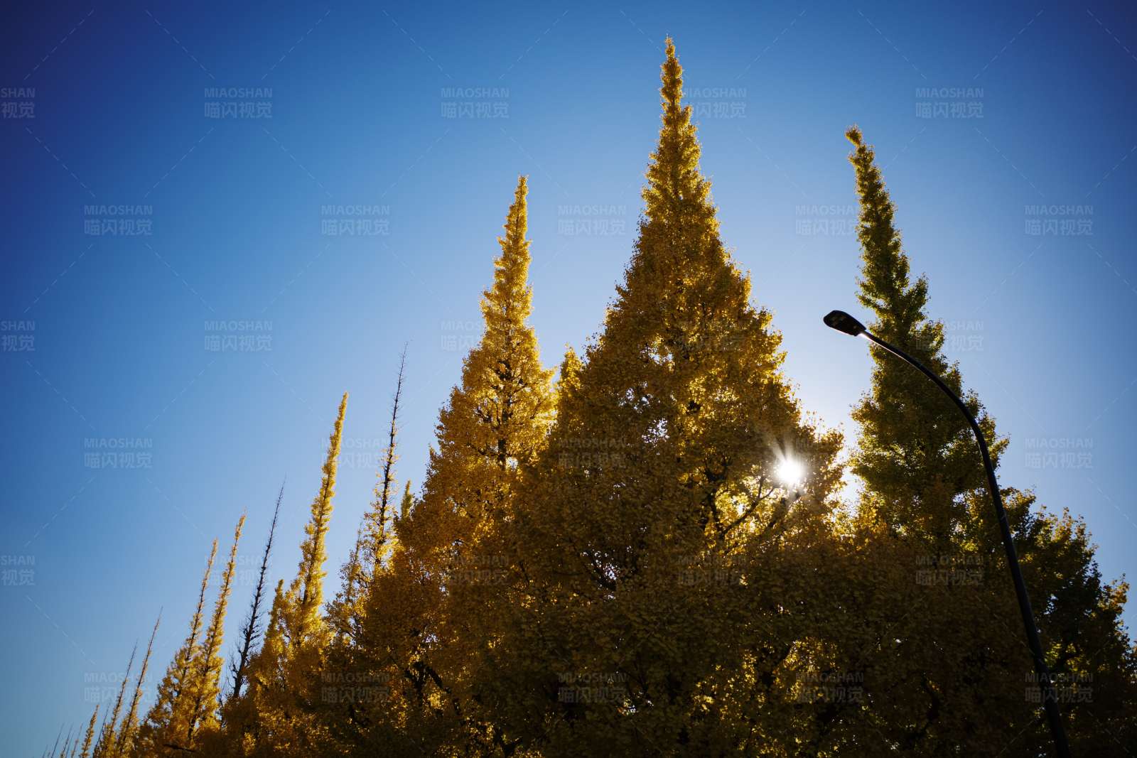 金色树尖映蓝天图片