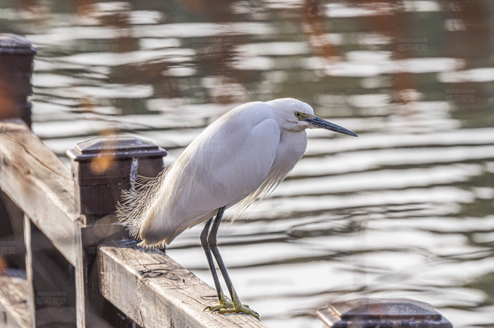 白鹭栖息水边栏杆上图片