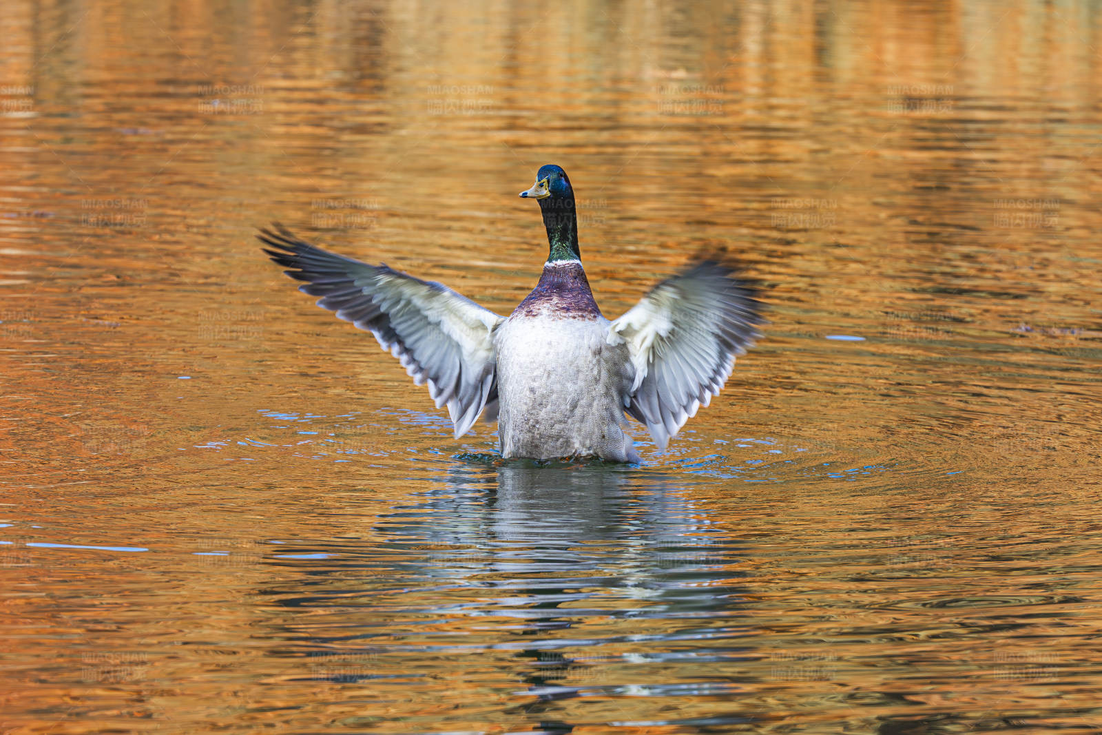 鸭子展翅 湖面秋色图片